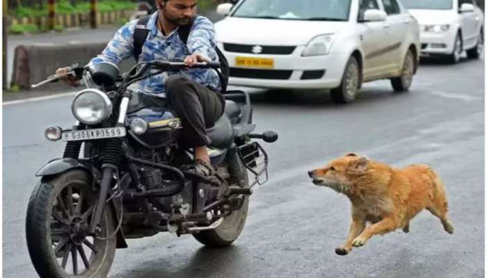 કાર કે બાઈક પાછળ અચાનક કેમ દોડવા લાગે છે કૂતરા? જાણો કારણ, અને તે વખતે બચવા શું કરવુ