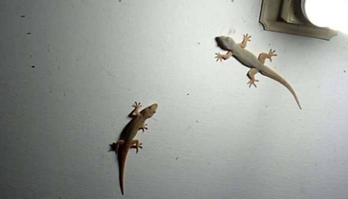 Lizards: 5 મિનિટમાં ઘરમાંથી છુ થઈ જાશે ગરોળી, રસોડામાં ફરકશે પણ નહીં, અજમાવો આ નુસખા