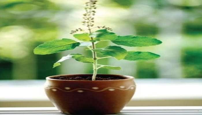 Tulsi Plant: તુલસીના આ છોડની સાથે લગાવો આમાંથી કોઈ એક છોડ, જીવનની સમસ્યાઓ થશે દુર
