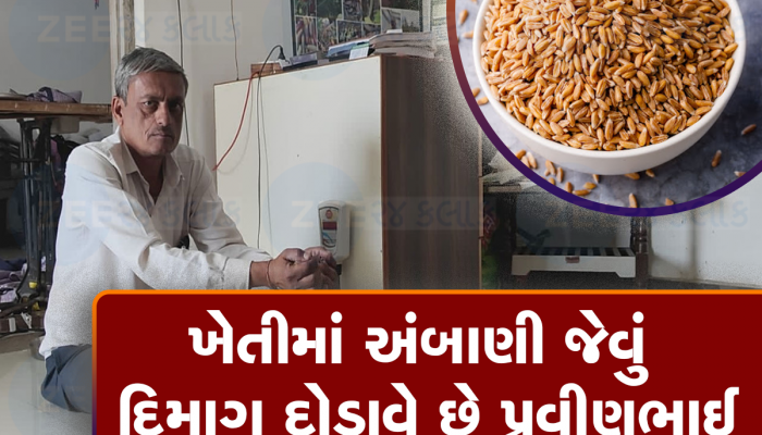 આ ગુજ્જુ ખેડૂત વેચે છે દેશમાં સૌથી મોંઘા ઘઉં, ભાવ જાણીને તમને તમ્મરિયા આવી જશે