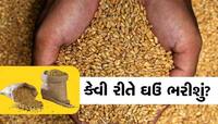 ઘઉં ભરવાની સિઝન સમયે કેવા રહેશે ભાવ, જાણી લો હાલમાં શું છે બારમાસી ઘઉંનો ભાવ