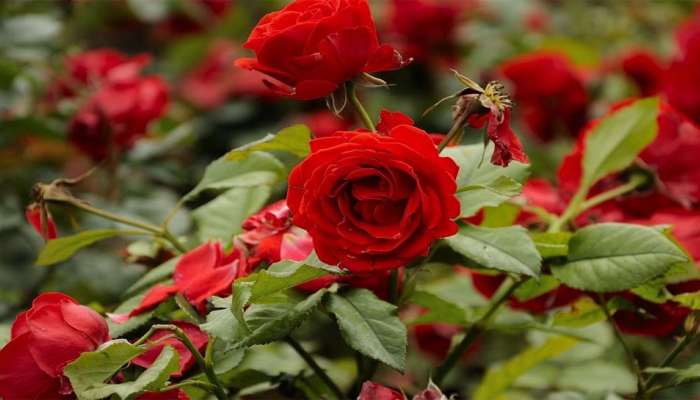 Rose Plants: આ ખાતર ઉમેરશો તો ઉનાળામાં પણ ગુલાબનો છોડ રહેશે લીલોછમ અને ઉતરશે મબલખ ફૂલ 