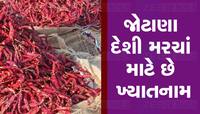 તમતમતું મરચું : ગુજરાતના આ મરચાં બારમાસી સિઝનમાં ભરવા માટે ફેમસ, જાણી લો કેવો છે ભાવ