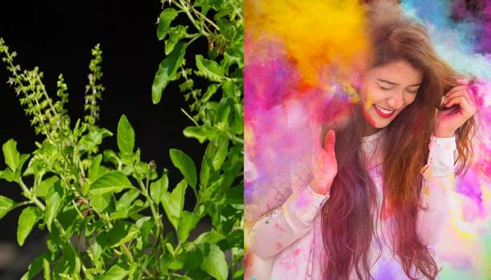 holi skin care: હોળી રમ્યા બાદ ચહેરા પર લગાવી લો આ 2 પાંદડાનો અર્ક, નહી આવે ખંજવાળ અને દાણા!
