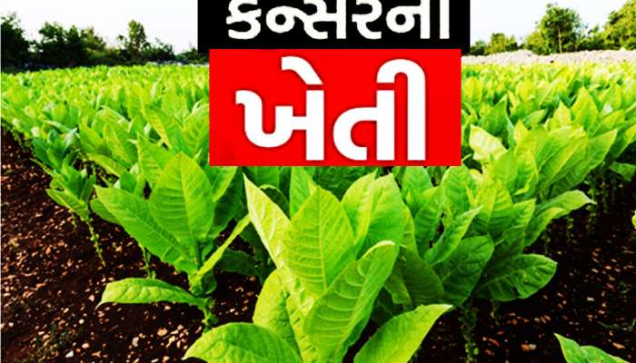 આવ કેન્સર મને થા! ગુજરાતીઓ હોંશે હોંશે પેટમાં પધરાવે છે ઝેર, ગુટખા કે સિગારેટની નથી જરૂર