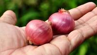 Onion For Summer: ખિસ્સામાં ડુંગળી રાખવાથી નથી લાગતી લૂ... જાણો આ વાત કેટલી સાચી