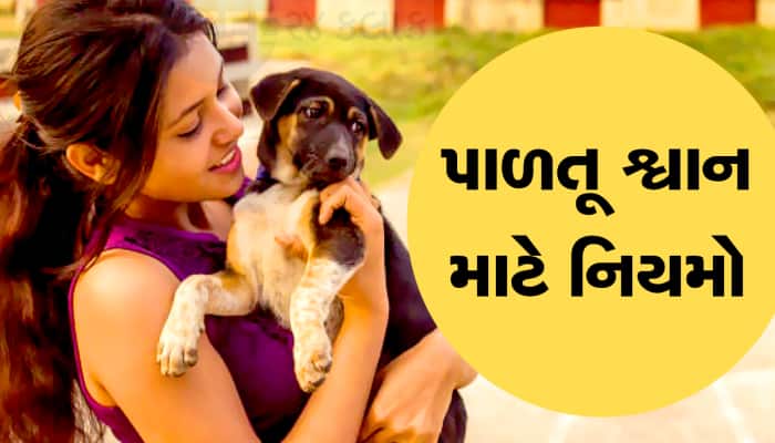 ગુજરાતના આ શહેરમાં હવે કૂતરું પાળવું હોય તો લાઈસન્સ લેવું પડશે, આવ્યો નવો નિયમ