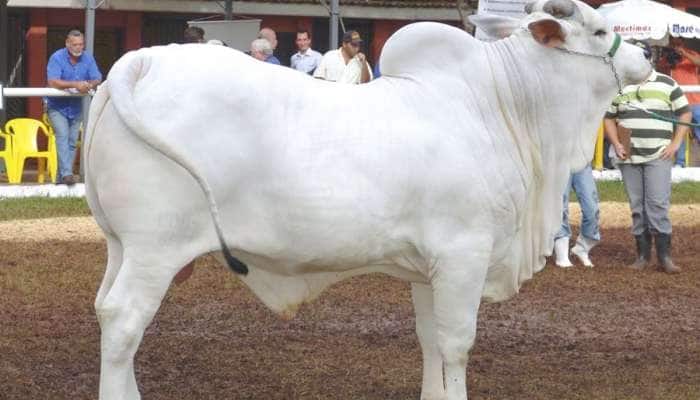 40 કરોડમાં વેચાઇ આ ગાય, ભારત સાથે છે ખાસ નાતો, ખૂબીઓ જાણીને રહી જશો દંગ