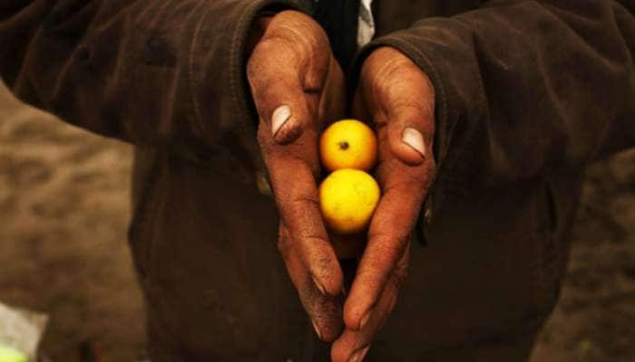 Lemon Auction:આ મંદિરમાં ધરેલા લીંબુનો રસ પીવાથી સંતાનપ્રાપ્ત થતું હોવાની છે માન્યતા