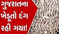 ગુજરાતમાં જીરું પકવતા ખેડૂતો માટે માઠા સમાચાર; આ એક કારણથી ભાવમાં થશે મોટો ઘટાડો!