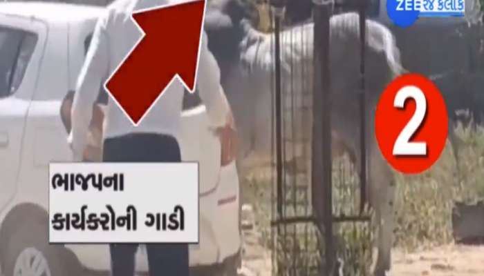 ધુંવાપુંવા થયેલો આખલો ભાજપની બેઠકમાં આવી ચઢ્યો, કાર્યકરોની ગાડીઓનો કચ્ચરધાણ કર્યો 