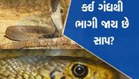 એવી કઈ વસ્તું છે જેની ગંધ સાપથી સહન થતી નથી, 'ઊભી પૂંછડી'એ ભાગી જાય છે? તમે પણ જાણો