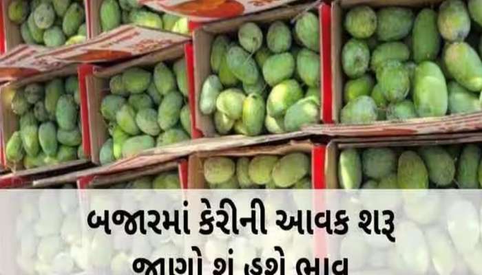 અમદાવાદમાં આવી ગઈ હાફુસ, કેસર, બદામ અને સુંદરી, જાણી લો કઈ કેરીનો કેટલો છે ભાવ? 