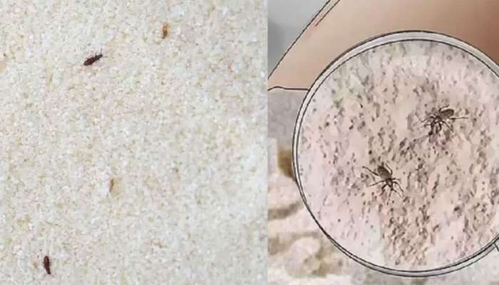 Kitchen Tips: રવામાં, મેંદામાં કે ચણાના લોટમાં નહીં પડે ધનેડા કે અન્ય જીવાત, સ્ટોર કરવા માટે ફોલો કરો આ ટીપ્સ
