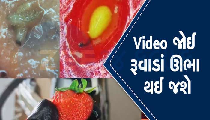 Viral Video: સ્ટ્રોબેરીને માઈક્રોસ્કોપમાં જોયા બાદ જે જોવા મળ્યું....વીડિયો જોઈને ધ્રુજી જશો તમે, હિંમત હોય તો જ જોજો