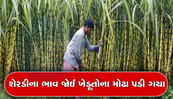 ખેડૂતો સાથે મજાક! મહામહેનત પકવેલી શેરડી સામે સુગર મિલોએ પૂરતા ભાવ ન આપ્યા, મોંઘવારીમાં શું કરશે