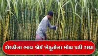 ખેડૂતો સાથે મજાક! મહામહેનત પકવેલી શેરડી સામે સુગર મિલોએ પૂરતા ભાવ ન આપ્યા