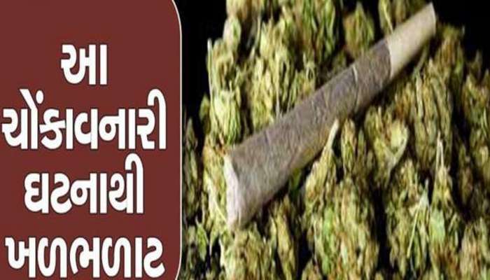 નશાનો કાળો કારોબાર; આંતરરાષ્ટ્રીય બજારમાં ડીમાંડ ધરાવતા ડિઝાઇનર ગાંજાના રેકેટનો પર્દાફાશ