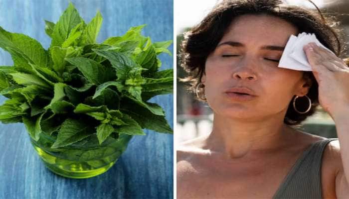 Herbs For Summer: ઉનાળામાં રોજ ખાવી આ 5 વસ્તુઓ, ગરમીમાં પણ શરીર અંદરથી રહેશે Cool 