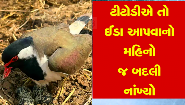 ટીટોડીએ વૈશાખના બદલે ફાગણમાં ઇંડા મૂક્યા, આ તો ભયાનક થયું, વડીલોએ કરી આ આગાહી 