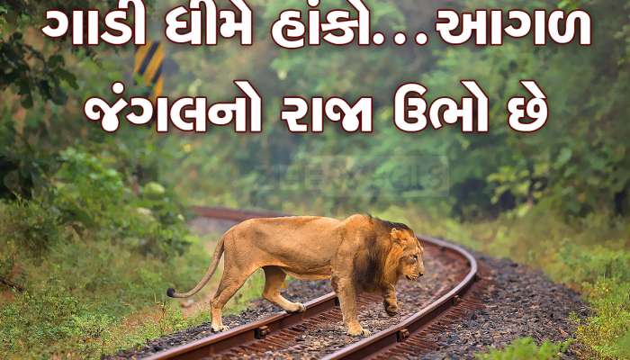 ગુજરાતમાં પહેલીવાર સિંહો માટે ઘટાડાઈ ટ્રેનોની સ્પીડ, 25 ટ્રેન આ વિસ્તારમાં આવતા જ ધીમી દોડશે