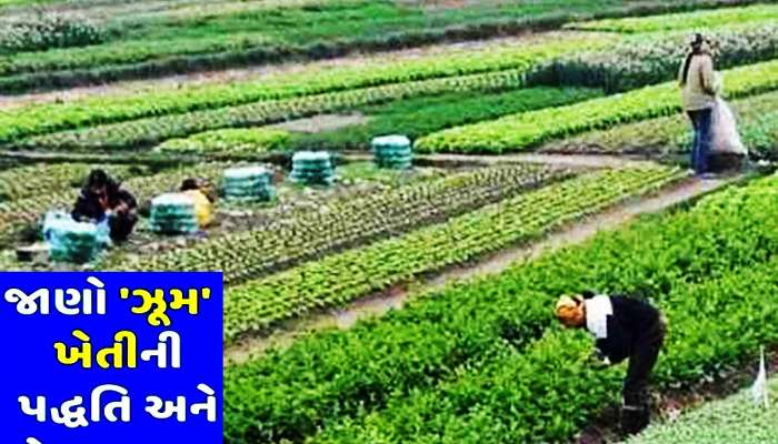 મસ્તીમાં ઝૂમી રહ્યાં છે ઝૂમ ખેતી કરતા ખેડૂતો! ગુજરાતના ખેડૂતો માટે લોટરી સમાન છે ઝૂમ ખેતી