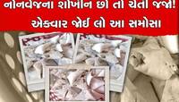 વડોદરામાં ગૌમાંસના સમોસા મામલે DCP પન્ના મોમાયાનું મોટું નિવેદન, વધુ એક નામ ખૂલ્યું