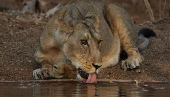 ગુજરાતની શાન એવા સાવજો જંગલમાં નહિ રહે તરસ્યા, વન વિભાગે કરી મોટી કામગીરી