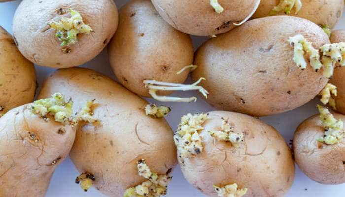 ઉગેલા બટેટા ખાવાથી શરીર બની જાશે રોગોનું ઘર, જાણો આવા બટેટા ખાવાના નુકસાન વિશે