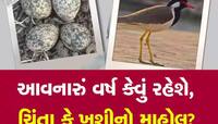 ટિટોડીએ તો ભારે કરી! આ વર્ષે ગુજરાતમાં એવી જગ્યાએ ઈંડા મૂક્યા કે અતિવૃષ્ટિનો વરતારો