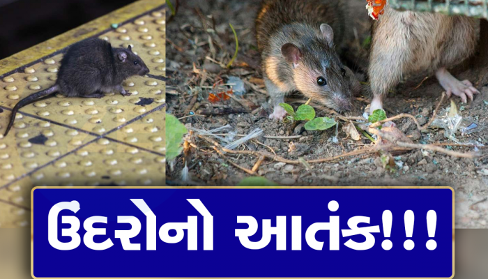 Rats In New York: ઉંદરોએ ન્યૂયોર્કવાસીઓનું જીવવું કરી દીધું હરામ, નમકીન દવા ખવડાવી કરાશે નસબંધી
