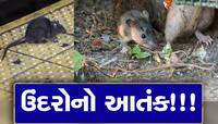 Rats In New York: ઉંદરોએ ન્યૂયોર્કવાસીઓનું જીવવું કરી દીધું હરામ, સરકાર કરશે નસબંધી