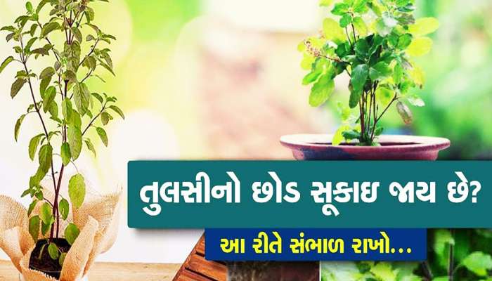 શું વારંવાર સુકાઈ જાય છે તુલસી? આવું થવાથી શું કોઈ નુકસાન થાય? જાણો ઉપાય