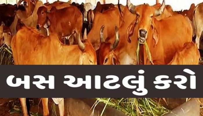 કાળઝાળ ગરમીમાં પશુધનનું કેવી રીતે ધ્યાન રાખશો? પશુપાલકો અને ખેડૂતોએ વિશેષ કાળજી લેવી