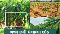 મોબાઇલ પર મળ્યો આ વિદેશી ફ્રૂટની ખેતીનો આઇડીયા, 30 વર્ષ જીવશે રાજા જેવી જીંદગી