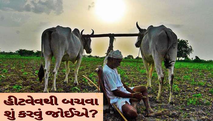 ગુજરાતના ખેડૂતો હીટવેવથી બચવા આટલું કરો, સરકારે જાહેર કરી એડવાઈઝરી