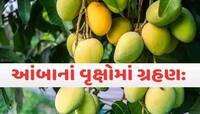 બાળકની જેમ ઉછેરીને મોટા કર્યા બાદ એકાએક ગીરના ખેડૂતો કેમ કાપી રહ્યા છે આંબાના બગીચા!