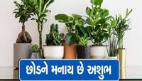 Vastu Tips: જો તમારા ઘરમાં પણ આ વૃક્ષો કે છોડ હોય તો ઉઘાડી ફેંકજો, નહીંતર છિનવી લેશે