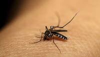 World Malaria Day: આ 6 સરળ ઉપાય તમને અને તમારા પરિવારને બચાવી શકે છે મલેરિયાથી