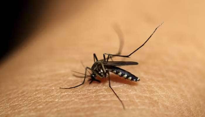 World Malaria Day: આ 6 સરળ ઉપાય તમને અને તમારા પરિવારને બચાવી શકે છે મલેરિયાથી