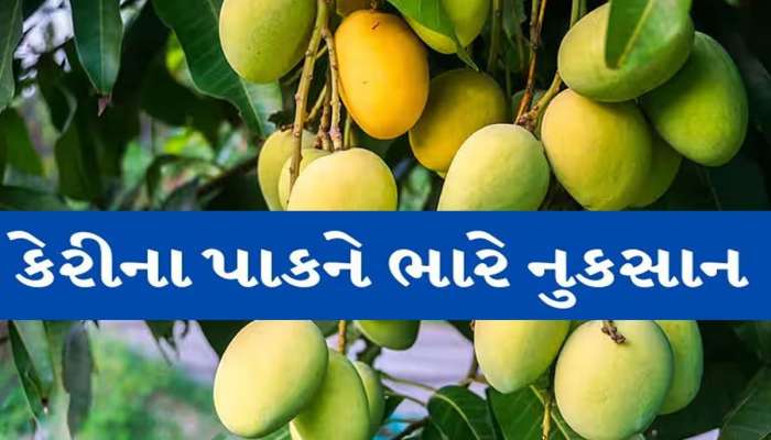  મીઠી કેરીનો રસ બન્યો કડવો! શું આ વર્ષે કેરી ખાવા મળશે કે નહીં? જાણો કારણ