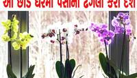 ચુંબકની જેમ પૈસા ઘરમાં ખેંચી લાવશે આ 11 છોડ, રાતોરાત થઈ જશે ધનનો ઢગલો
