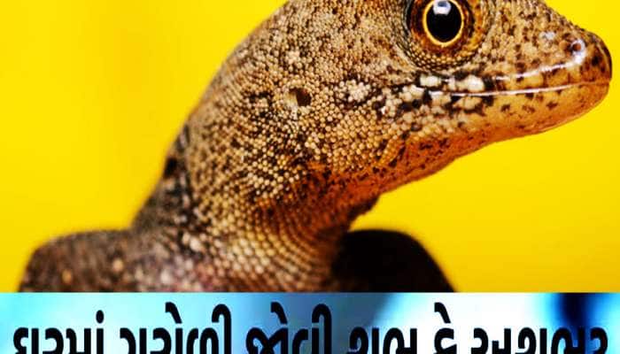 ઘરમાં ગરોળીનું આગમન આપે છે ખાસ સંકેત, જાણો કંગાળ થશો કે કરોડપતિ