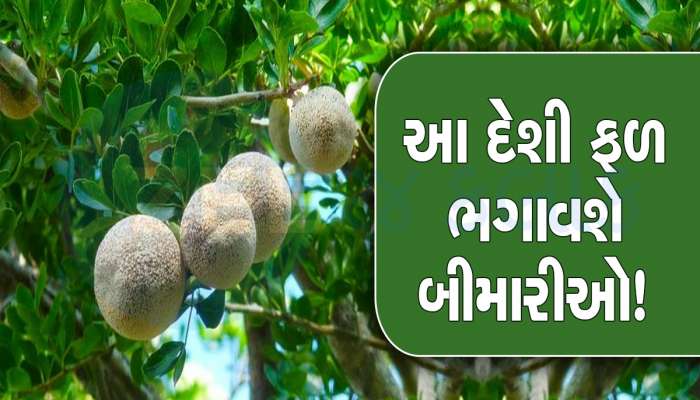 10 રૂપિયાના આ દેશી ફળ સામે મોટી-મોટી દવાઓ ફેલ, હાઈ કોલેસ્ટ્રોલ અને હરસનો કરશે નાશ