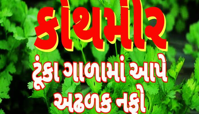 Agriculture News: મજૂરી છોડી કરો આ સ્માર્ટ ખેતી! 50 હજારના ખર્ચ પર થશે 5 લાખની કમાણી