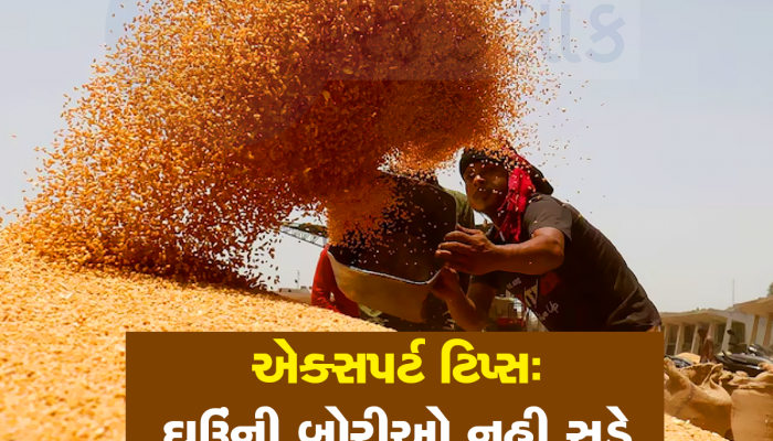 Expert opinion: દેશી ઉપાયો! વર્ષો સુધી ડ્રમમાં ભરેલા ઘઉં નહીં બગડે, સ્ટોર કરતાં પહેલાં કરી લેજો આ ઉપાયો