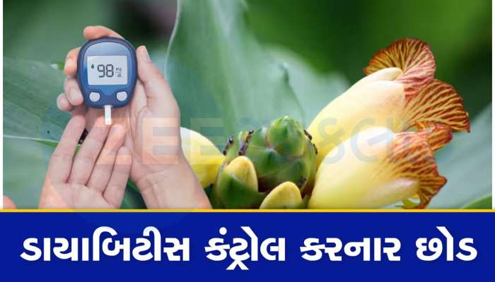 Insulin Plant for Diabetes: આ છોડના પાન રોજ ચાવો, બ્લડ સુગરનું મટી જશે નામોનિશાન,  બીપી-હાર્ટ માટે રામબાણ ઉપાય