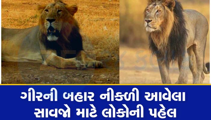 ભાવનગર સુધી આવી પહોંચેલા સાવજોને નવું ઘર અપાશે, લોકભાગીદારીથી શરૂ કરાયો નવો પ્રયાસ