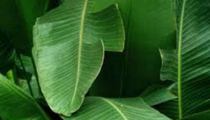 Banana Leaf Upay: કેળાના પાન પર રાખીને આ દેવતાઓને ચઢાવો ભોગ, વર્ષો જૂની ગરીબી થશે દૂર