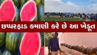 51000 રૂપિયાનું એક તરબૂચ! ગુજરાતના આ ખેડૂતે ઈતિહાસ રચ્યો, એક લાખનું કામ 1 હજારમાં...